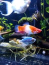 Beautiful kohaku platy fish in aquarium.