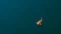 The beautiful Koi Carp fish swimming in blue river. Colorful golden carps Royalty Free Stock Photo