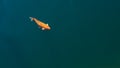 The beautiful Koi Carp fish swimming in blue river. Colorful golden carps Royalty Free Stock Photo