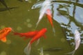 Koi carp. small bright fish in the pond. background for the design. Royalty Free Stock Photo