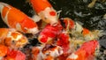 Beautiful Koi carps feeding time Royalty Free Stock Photo