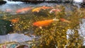 Beautiful Koi Carps Fish swimming the pond Royalty Free Stock Photo
