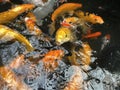 Koi fish.