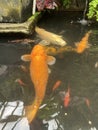 Koi fish.