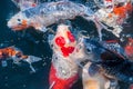 Beautiful koi fish eat food Royalty Free Stock Photo