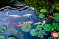 The beautiful koi fish in pond in the garden. Royalty Free Stock Photo