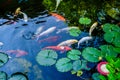 The beautiful koi fish in pond in the garden. Royalty Free Stock Photo