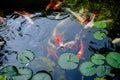 The beautiful koi fish in pond in the garden. Royalty Free Stock Photo