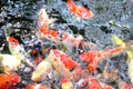 Beautiful koi fish in a pond in the garden Royalty Free Stock Photo