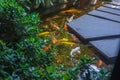 Beautiful Koi fish pond outside garden of a luxury house Royalty Free Stock Photo