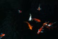 The beautiful koi fish swimming in dark pool,Fancy carps fish or Koi swim in pond in the garden Royalty Free Stock Photo