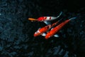 The beautiful koi fish swimming in dark pool,Fancy carps fish or Koi swim in pond in the garden Royalty Free Stock Photo