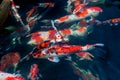 Beautiful koi fish Royalty Free Stock Photo