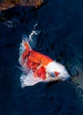 Beautiful koi fish Royalty Free Stock Photo