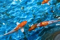 Beautiful koi fish Royalty Free Stock Photo