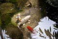 Beautiful koi fish swimming in the pond Royalty Free Stock Photo