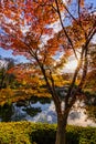 Beautiful Kokoen Garden during autumn foliage season in Himeji city, Japan Royalty Free Stock Photo