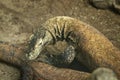 Beautiful Komodo dragon lizard in all its beauty. The head of Varanus komodoensis, which is looking for suitable food. species of