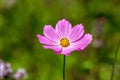 Beautiful kosmeya flower in the garden