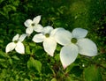 White Kousa blossoms Royalty Free Stock Photo