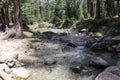 Beautiful kumrat valley forest view