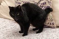 beautiful Kurilian Bobtail cat standing on the sofa