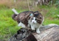 A beautiful Kurilian Bobtail cat walks in the forest. Pet sitting on a tree stump, close-up portrait. Fluffy cat bicolor striped