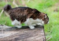 A beautiful Kurilian Bobtail cat walks in the forest. Pet sitting on a tree stump, close-up portrait. Fluffy cat bicolor striped