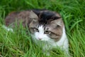 A beautiful Kurilian Bobtail cat walks sits in the green grass. Pet, close-up portrait. Fluffy cat bicolor striped