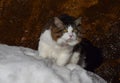 Beautiful Kurilian Bobtail cat walks in the snow on the background of a rock. Pet, close-up portrait. Fluffy cat bicolor with