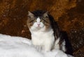 Beautiful Kurilian Bobtail cat walks in the snow on the background of a rock. Pet, close-up portrait. Fluffy cat bicolor with