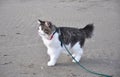 A beautiful Kurilian Bobtail cat walks in the spring on a leash. Fluffy cat bicolor striped. Domestic beautiful cat. Short tail