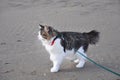 A beautiful Kurilian Bobtail cat walks in the spring on a leash. Fluffy cat bicolor striped. Domestic beautiful cat. Short tail