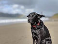 Cute dog on a windy day on the beach with ears blown back and blurred out rainbow and golden gate bridge in the background Royalty Free Stock Photo