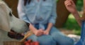 Beautiful labrador kissing cute girl on picnic. Dog love smiling child close up. Royalty Free Stock Photo