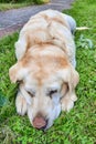 A beautiful labrador lies on the green grass