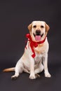 Beautiful labrador with red ribbon on neck.