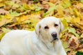 Beautiful Labrador retirever resting in nature Royalty Free Stock Photo