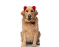 beautiful labrador retriever dog with red tassels headband panting Royalty Free Stock Photo