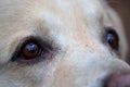 Beautiful labrador retriever dog`s eyes. Extreme acuity, sixth sense. Royalty Free Stock Photo