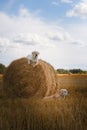 Beautiful Labrador retriever, dog walking in a field,