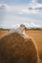 Beautiful Labrador retriever, dog walking in a field,