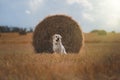 Beautiful Labrador retriever, dog walking in a field,