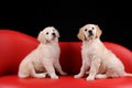 Beautiful Labradorretriever dogs
