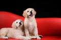 Beautiful Labrador retriever dogs