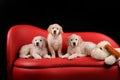 Beautiful Labrador retriever dogs