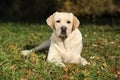 Beautiful labrador retriever lying Royalty Free Stock Photo
