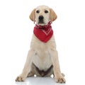 Beautiful labrador retriever puppy wearing red bandana looks to side Royalty Free Stock Photo