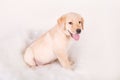 Beautiful Labrador retriever puppy on white background Royalty Free Stock Photo