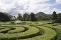 Beautiful labyrinth, maze design in garden of the park